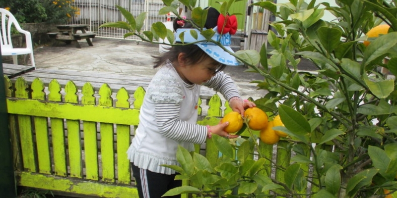 Childrens House - lemons